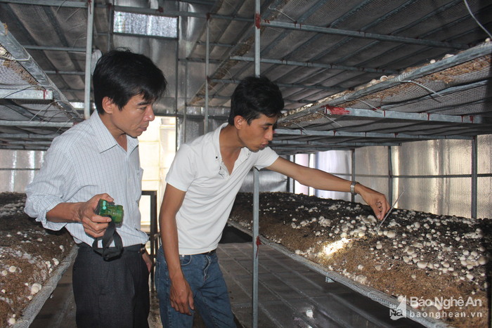 Trải qua nhiều nghành nghề khác nhau nhưng thất bại đã đưa Phạm Hùng Thuận đến với nghề trồng nấm bông. Ảnh: Đào Tuấn
