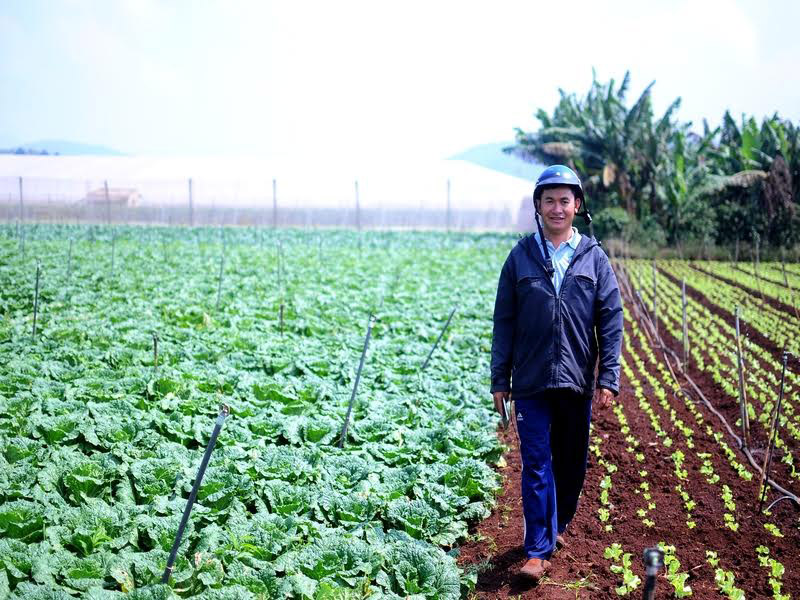 Khi tham gia cùng VinEco, người nông dân không còn tình trạng thu hái ồ ạt để giao cho thương lái. Thay vào đó, họ tỉ mỉ lựa chọn những sản phẩm tốt nhất để thu hoạch.