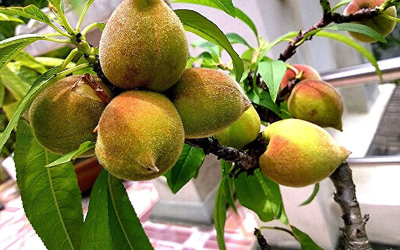 Mặc dù quả trĩu cành nhưng vẫn quả nào cũng to, đẹp, có những cây quả sai cho tới 2-3kg quả