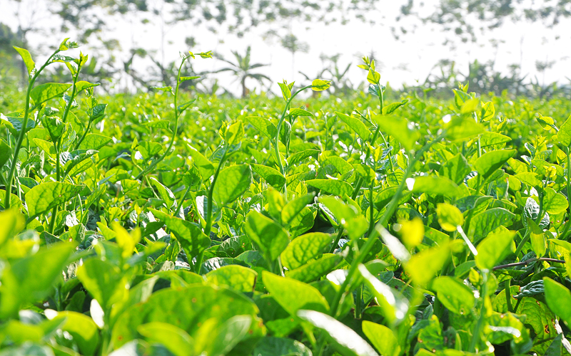  Các ruộng rau VietGAP xanh mơn mởn sắp đến ngày cho thu hoạch.