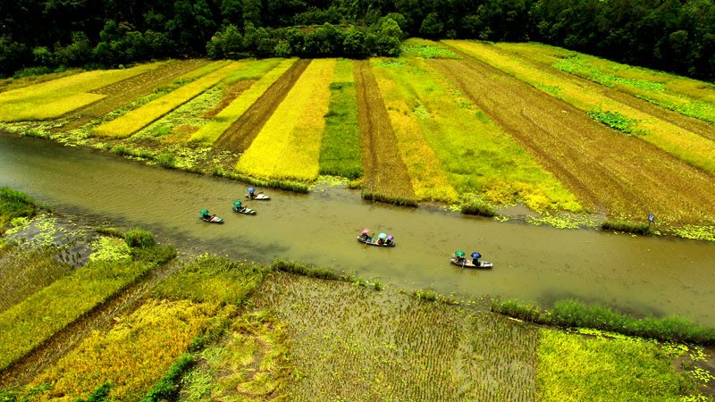 Mùa lúa chín cũng là thời điểm đông du khách tìm đến chiêm ngưỡng những thảm vàng rực trong nắng hạ.