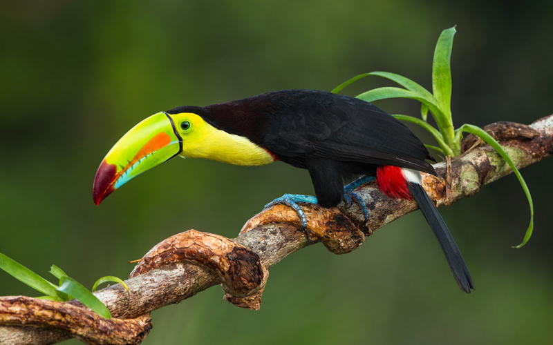 Chim Keel Billed Toucan: Đây là một trong những loài chim có hình dáng gây kinh ngạc nhất thế giới, sống trong các cánh rừng ở Trung và Nam Mỹ. Chúng có chiếc mỏ cực lớn, có thể dài tới 20 cm và nhiều màu sắc. Mỏ của chúng là sự pha trộn giữa màu xanh lá cây, màu đỏ và màu vàng. Chiếc mỏ ấn tượng này là công cụ để thu hút con cái trong mùa sinh sản và cũng là một vũ khí. Bộ lông trên thân có màu đen, cổ và ngực màu vàng. Ảnh: Alphacoders.com.