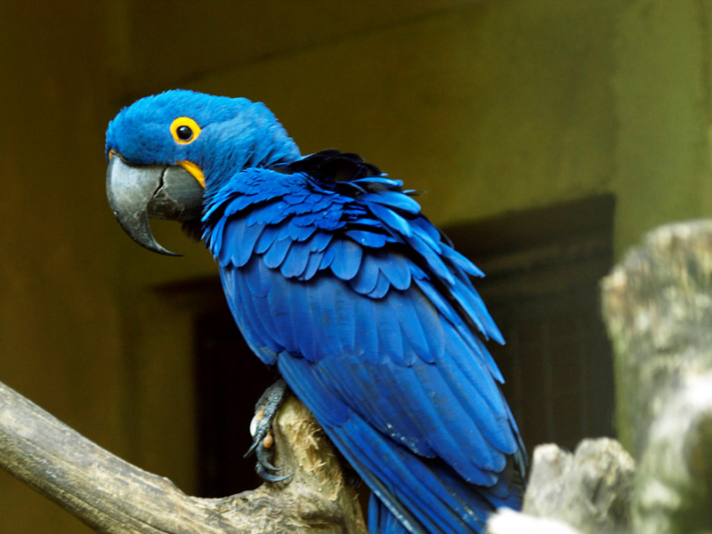  Vẹt đuôi dài Hyacinth Macaw: Loài chim này nổi tiếng với bộ lông màu xanh cobalt nổi bật, vòng lông vàng sáng quanh mắt và một cái đuôi dài cong màu đen. Vì màu sắc tuyệt đẹp này, Hyacinth Macaw còn được gọi là “vẹt xanh”. Đây là loài chim rất được yêu thích cả về vẻ đẹp và trí thông minh, có thể huấn luyện thành một con vật cưng trong nhà. Ảnh: Zoochat.com.