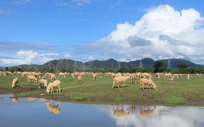 Đồng cừu An Hòa thuộc thôn An Hòa, xã Xuân Hải, huyện Ninh Hải. Đồng cừu có số lượng đàn rất lớn, từ vài trăm cho đến cả nghìn con. Khi đến đây, du khách có thể ngắm đàn cừu, chiêm ngưỡng thiên nhiên hùng vĩ, dùng cơm với người nông dân và khám phá kỹ thuật chăn nuôi, cắt lông cừu. Ảnh: Phước Bình.