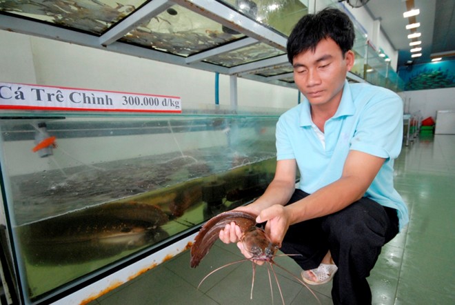 Gần đây, ở miền Tây còn xuất hiện cá chình suối, loại cá đặc sản chỉ có ở Phú Quốc – Kiên Giang. Giống cá này sống chủ yếu ở suối nước chảy, độ lạnh từ 18-20 độ C. Giá bán cá chình suối từ 300.000 đến 320.000 đ/kg, còn vào nhà hàng là hơn 500.000 đồng/kg.
