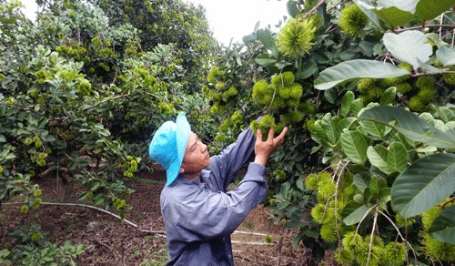 Anh Xum đang chăm sóc trang trại trồng cây ăn trái, hứa hẹn một mùa bội thu. Ảnh: Hồ Văn