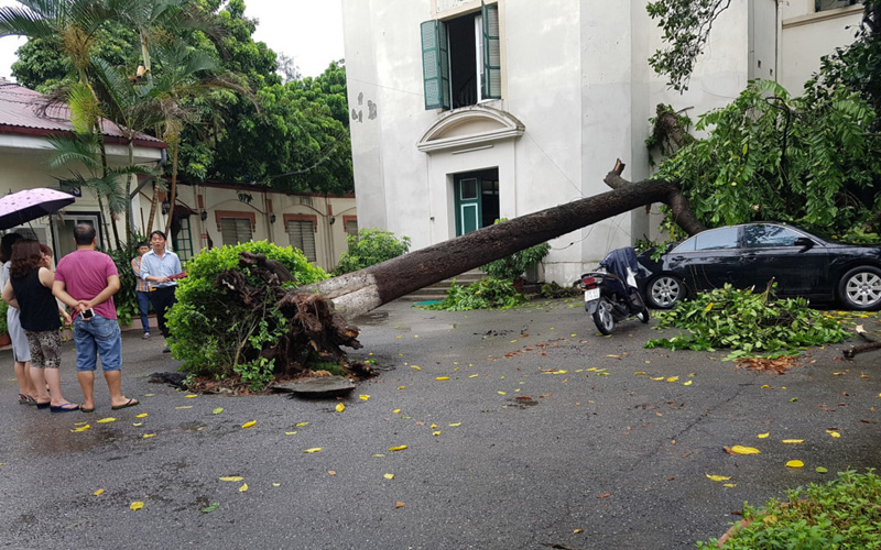 Cơn mưa lớn kèm theo gió khá mạnh ở trung tâm thủ đô lúc bắt đầu lúc 7h khiến cây đổ đè ôtô tại nhà khách La Thành (quận Ba Đình). Ảnh: Quỳnh Trang.