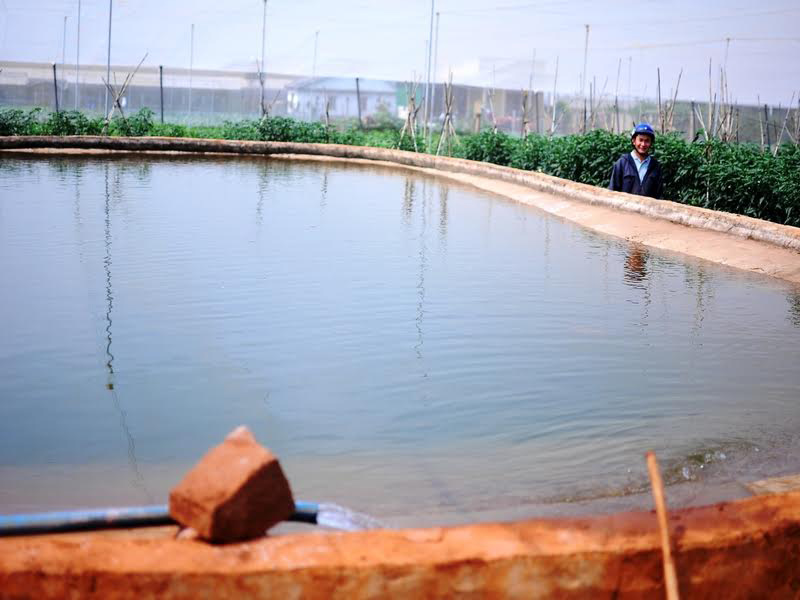 Thay vì dùng nước tưới tùy tiện theo cách trồng rau thông thường, nước để tưới rau của các hộ sản xuất liên kết với VinEco phải được kiểm soát chặt chẽ hàng ngày, đảm bảo đúng tiêu chuẩn.