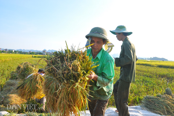 Đội mũ có vành rộng, dùng khăn mát quàng quanh đầu, cổ…là các biện pháp mà nông dân ở các huyện của tỉnh Ninh Bình dùng để chống lại nắng nóng kỷ lục khi thu hoạch lúa trong những ngày này.