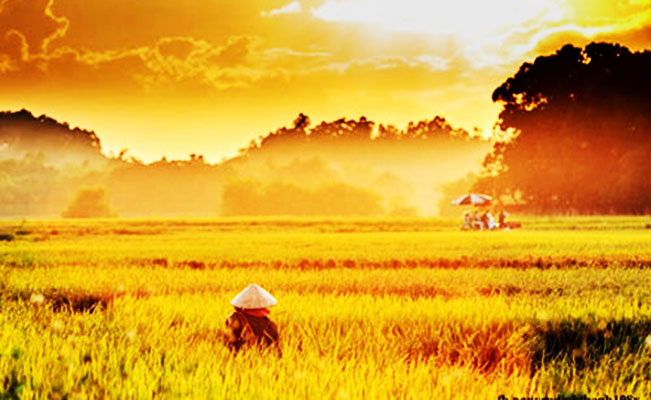 Ngày hè rực nắng trên cánh đồng lúa chín.