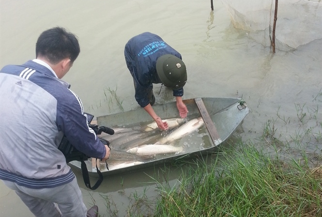 Mô hình nuôi cá chép giòn  NÔNG NGHIỆP TÂY NINH  TayNinhTV  YouTube