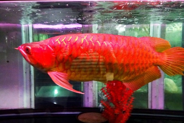 Con cá huyết rồng này có giá là 300 triệu đồng, thuộc vào hàng đắt nhất Việt Nam.