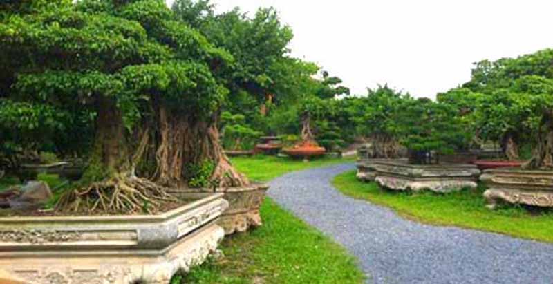 Đại gia này được đánh giá là người sở hữu nhiều cây đẹp và đắt tiền nhất Việt Nam. Ảnh: Vietnamnet.
