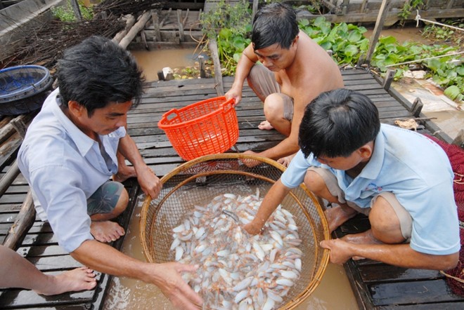 Cá heo nước ngọt giá dao động từ 300.000 đến 400.000 đ/kg. Đây là loài cá da trơn, con to bằng 2 ngón tay, có hai ngạnh nhọn trên đầu. Loại cá đặc sản ở miền Tây này được nướng muối ớt, kho tộ, nấu canh chua…