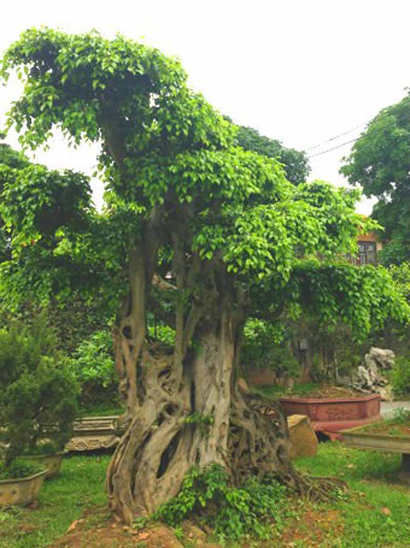  Cơ ngơi của đại gia này là khu vườn sinh thái nằm ngay trung tâm thành phố Vĩnh Yên, tỉnh Vĩnh Phúc. Ảnh: Vietnamnet.