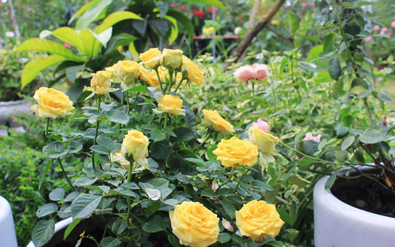 Những bông hồng khoe sắc quanh năm tạo nên vẻ đẹp độc đáo, ấn tượng cho khu vườn. Ngoài những loại hoa hồng quý hiếm được ông Hùng sưu tập, nhân giống từ khắp mọi nơi, khu vườn của ông Hùng còn có nhiều loại cây quý được ông bảo tồn, chăm sóc