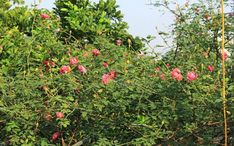 Nhiều loại hồng ngoại nhập về Việt Nam sẽ được ghép với gốc hồng tầm xuân (bản địa) để giữ nguyên phẩm chất và phom hoa cũng như chống chịu được với khí hậu khắc nghiệt của miền Bắc. Trong các loại hoa hồng nội địa thì hồng cổ Sapa được ưa chuộng và săn tìm nhiều hơn cả. Loài hoa này được mang sang Việt Nam từ thời Pháp nên một số nơi còn gọi là hồng Pháp. Hồng cổ Sapa mọc khá sai hoa, bông to và dày cánh. Một cây hồng cổ Sapa đẹp, tuổi đời lâu năm có thể được trả giá lên tới hàng chục triệu, thậm chí cả trăm triệu.