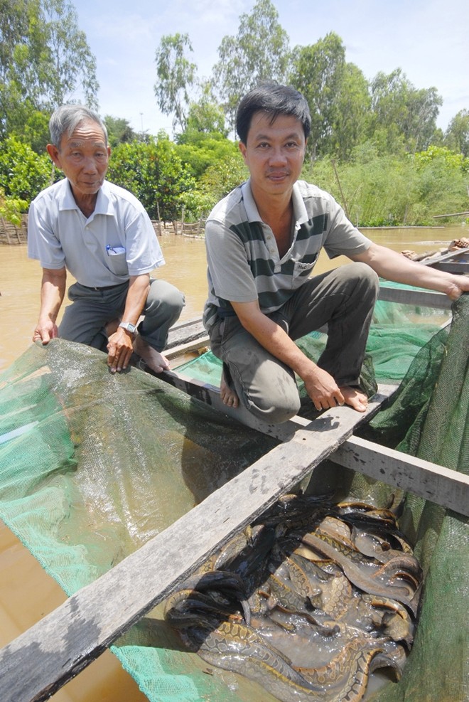 Trước đây, giống cá chạch lấu chủ yếu đánh bắt ngoài thiên nhiên. Nhưng đến nay, loại cá này đã được nuôi trong bè và có giá từ 170.000 đến 240.000 đ/kg.