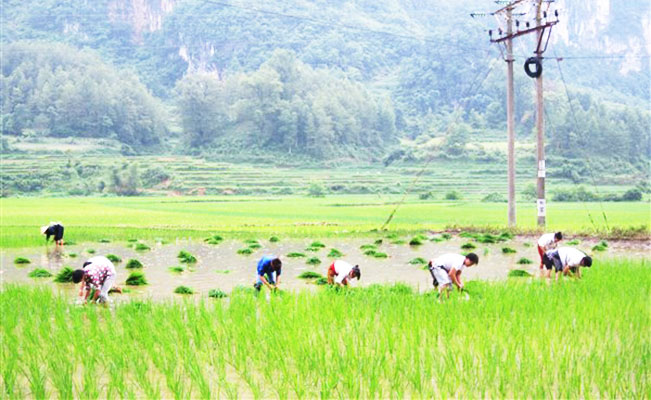 Tranh thủ thời tiết thuận lợi, nông dân gieo cấy đúng thời vụ.