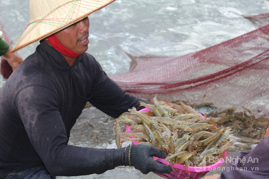 Nhờ áp dụng quy trình nuôi tôm VietGAP, 1 ao nuôi cho thu lãi từ 400 - 500 triệu đồng.