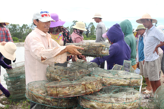 Nuôi tôm VietGAP được thị trường ưa chuộng, hiện nay, tôm có giá từ 110.000 - 130.000 loại 50- 60/kg con.