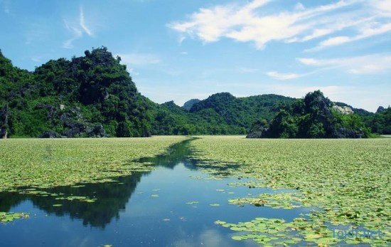 Mùa hoa sen tại hồ Quan Sơn.