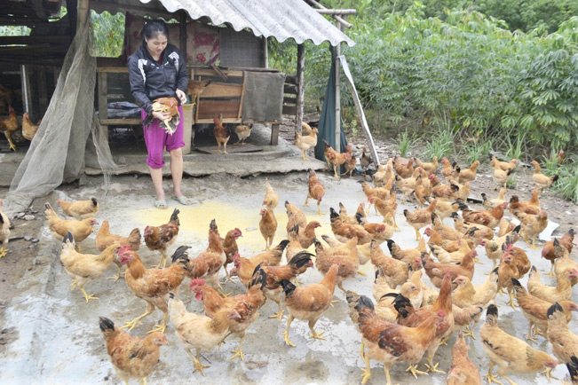 Hiệu quả từ mô hình nuôi gà thả vườn  Báo Tây Ninh Online