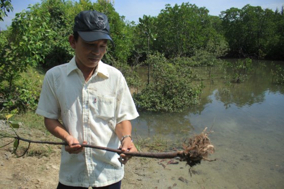 Cây đước bị loài sinh vật “Giáp xác chân đều đục rễ” gây thiệt hại nặng tại vùng trồng đước xã Bình Thuận. Ảnh: Nguyễn Trang