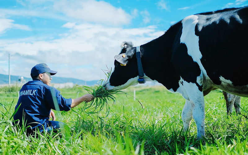 Bò sữa trong trang trại được tự do trên đồng cỏ.