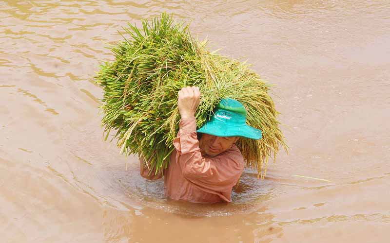 Vượt qua dòng nước để đưa hạt gạo lên bờ.