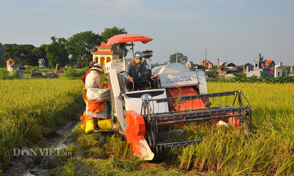 Vào những ngày này, dù nhiệt độ được dự báo 40-41 độ C, nhưng trên cánh đồng ở các huyện của tỉnh Ninh Bình, những chiếc máy gặt luôn được vận hành hết công suất để thu hoạch lúa cho nông dân.