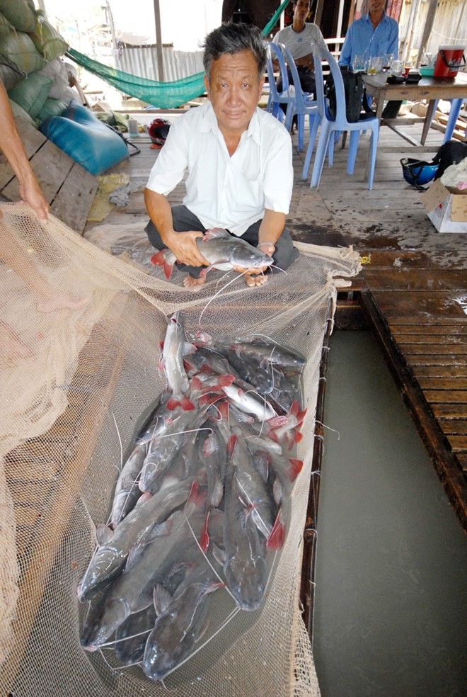 Cá lăng đuôi đỏ được nuôi nhiều nhất ở sông Bình Di, huyện An Phú – An Giang với gần 200 bè, cung cấp cho các tỉnh ĐBSCL và TP.HCM.