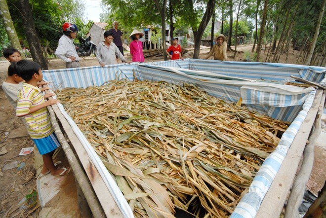 Trang trại nuôi lươn trong bồn nilon trên cạn, khá phổ biến vì ít tốn diện tích lợi nhuận cao cho nông dân.
