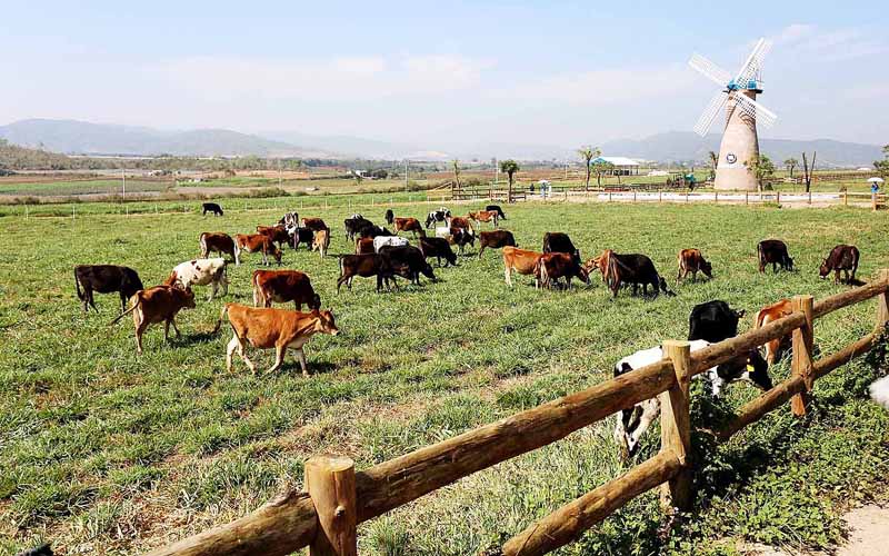 Không khí trong lành, mát mẻ của thành phố Đà Lạt là điều kiện thuận lợi cho những con bò hữu cơ sinh trưởng và phát triển.