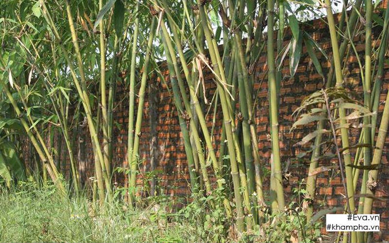 Hàng tre và hàng dừa được anh trồng xung quanh tường nhà.