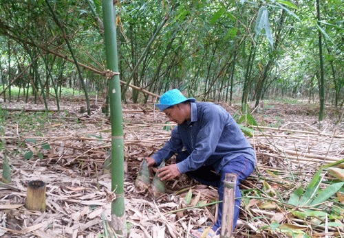 Trang trại trồng cây ăn trài của anh Xum còn tạo việc làm cho hàng chục lao động