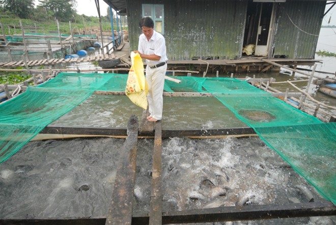 Đơn cử như hộ ông Phạm Quang Tuyến, ở xã Tân Khánh Trung, huyện Lấp Vò – Đồng Tháp nuôi cá thát lát trong lòng bè bằng thức ăn công nghiệp. Với 9 lòng bè thát lát thương phẩm, hiện nay mỗi năm ông Tuyến thu lãi gần 700 triệu đồng.