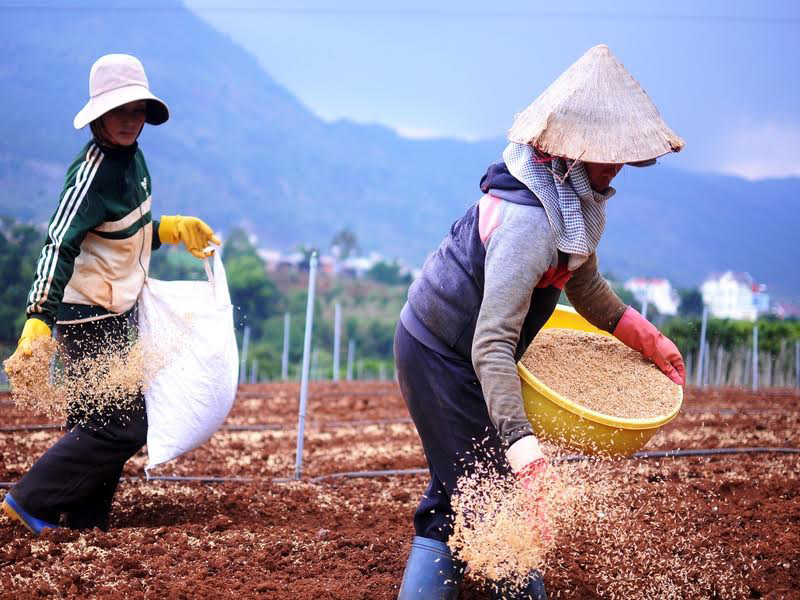 Trước khi gieo cây, người nông dân bón vỏ trấu xuống đất để hút ẩm, hạn chế vi sinh vật phát triển.