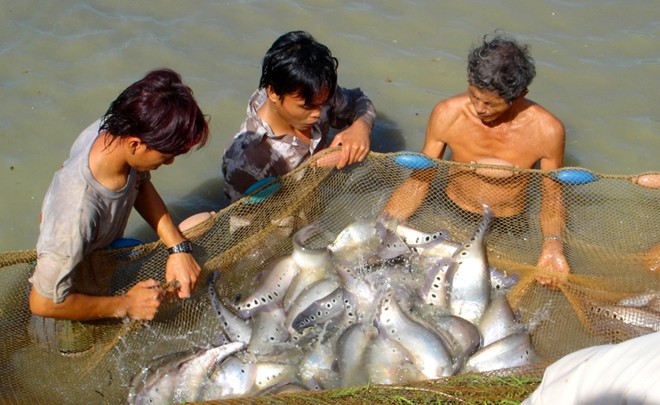 Cá thát lát nuôi nhiều nhất ở Hậu Giang và được tỉnh xây dựng thương hiệu thành loại cá đặc sản mang thương hiệu của địa phương.