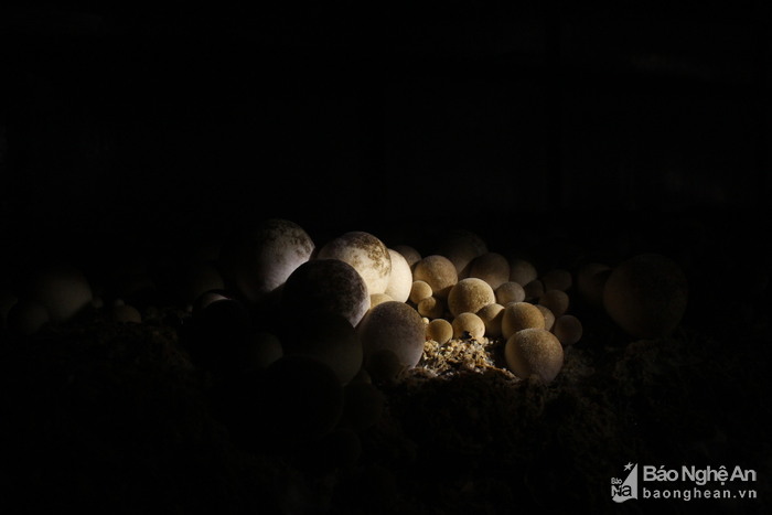 Nhờ duy trì môi trường ổn định, nấm bông của Phạm Hùng Thuận luôn đạt tỷ lệ 20%, tức là 1 tấn bông nguyên liệu cho ra đời 2 tạ nấm thành phẩm. Đây là tỷ lệ đáng mơ ước của những người trồng nấm. Ảnh: Nhật Lân 