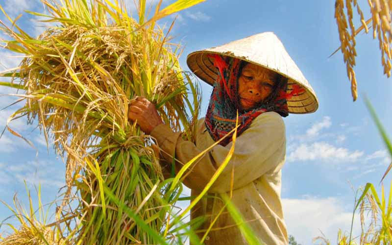 Những giọt mồ hôi trên khuôn mặt rám nắng của người nông dân rơi xuống cánh đồng bỏng cháy để làm ra hạt gạo trắng tinh.