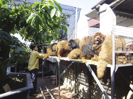 Những chú chó ngao được nuôi trong trại Phượng Hoàng.
