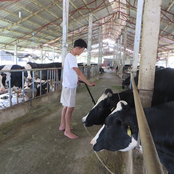Giải pháp thông minh để nâng cao chất lượng đàn bò sữa
