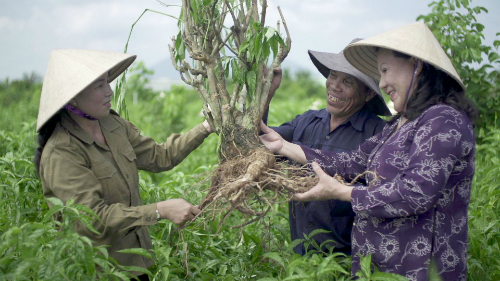 Bà Bảy Nga (bên trái) mời các nhà khoa học nghiên cứu về cây hoàn ngọc. Ảnh: DN Hoàn Ngọc.