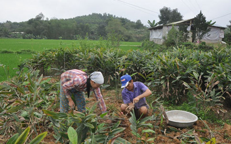 Xã 135 Cán Khê đang tích cực xây dựng nông thôn mới với mô hình kinh tế trồng giềng