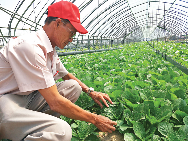 Mô hình nhà kính nông nghiệp trồng rau hoa công nghệ cao  Cửa hàng Tân  Thanh  Bà Lài Đà Lạt  Nhà kính vật tư nông nghiệp