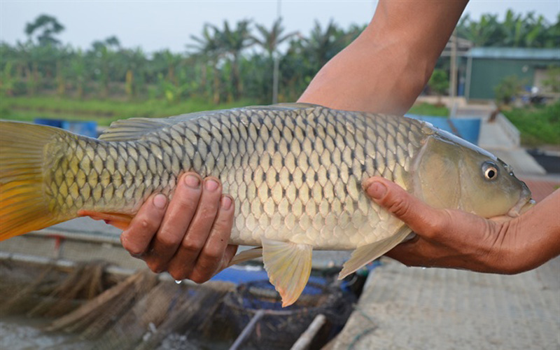 Cá chép giòn nuôi ở sông nên có nước da sáng màu