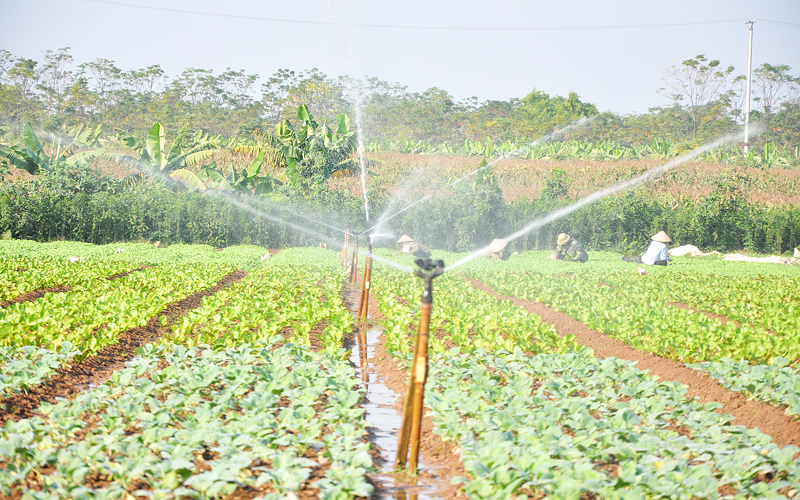 Các ruộng rau được chăm sóc, cung cấp nước đầy đủ từ hệ thống tưới tự động.