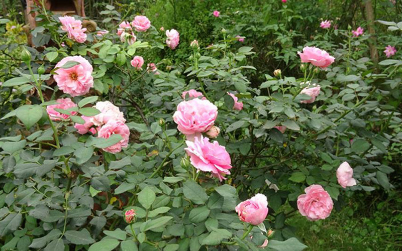 Hoa hồng Minh Khuê có xuất xứ từ Pháp, đây là loại hồng sở hữu kích thước bông thuộc loại 
