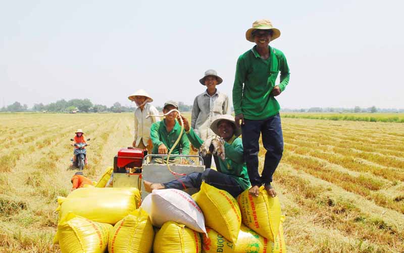 Nhờ áp dụng máy móc mà tỷ lệ thất thoát sau thu hoạch giảm và một số công đoạn sẽ được lược bỏ.